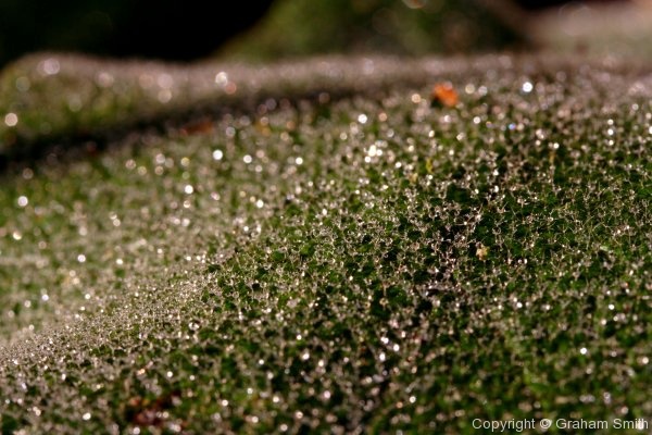 Dew on leaf, Cambridge Botanical Gardens