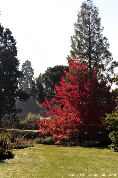 Autumnal tree, Cambridge Botanical Gardens
