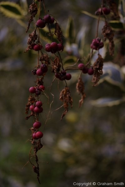 Dry berries, Kew Gardens