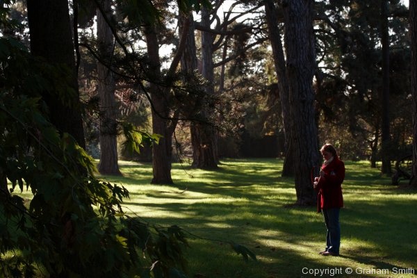 Dappled light, Cambridge Botanical Gardens