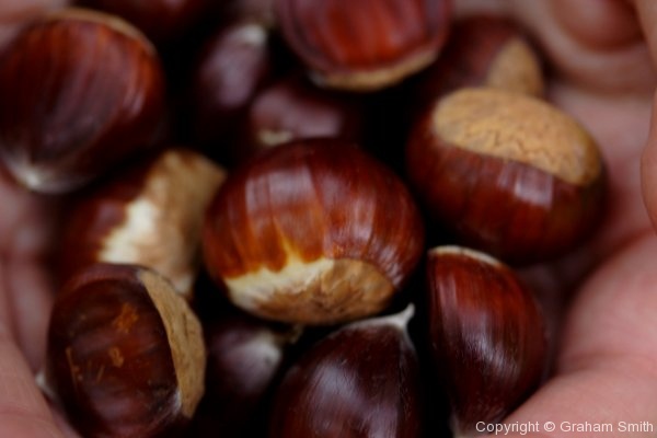 Conkers (horse chestnuts)