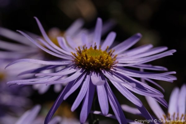 Purple flower, Cambridge Botanical Gardens