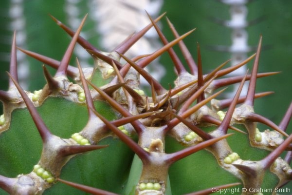 Cactus, Kirstenbosch Botanical Gardens, Cape Town