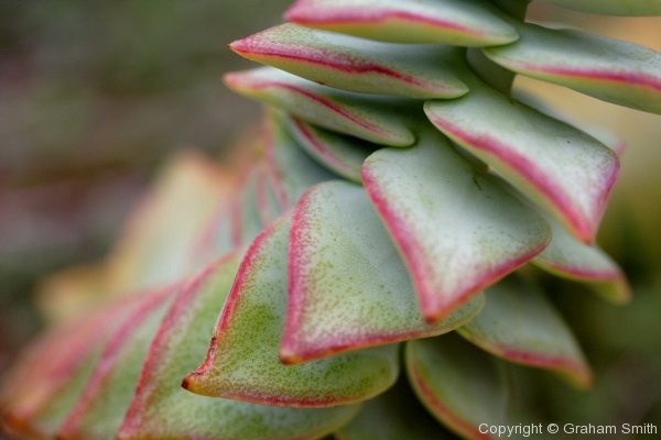 Succulent desert plant, Kirstenbosch Botanical Gardens, Cape Town