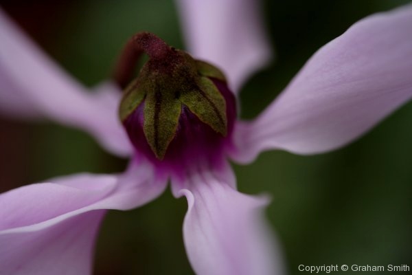 Delicate flower