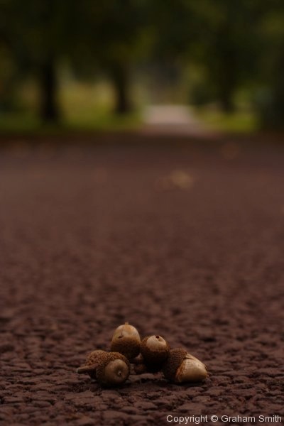 Acorns on path, Kew Gardens