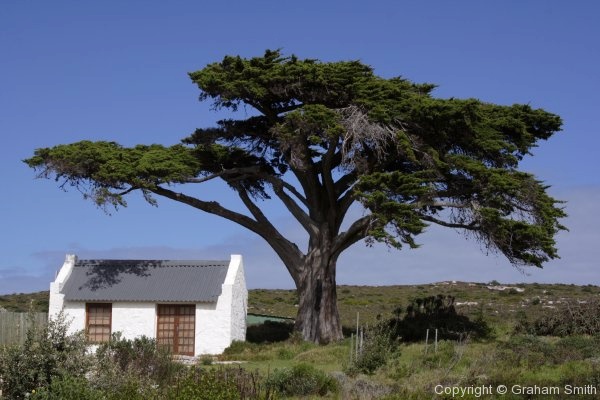 House under a tree in Cape Point Nature Reserve