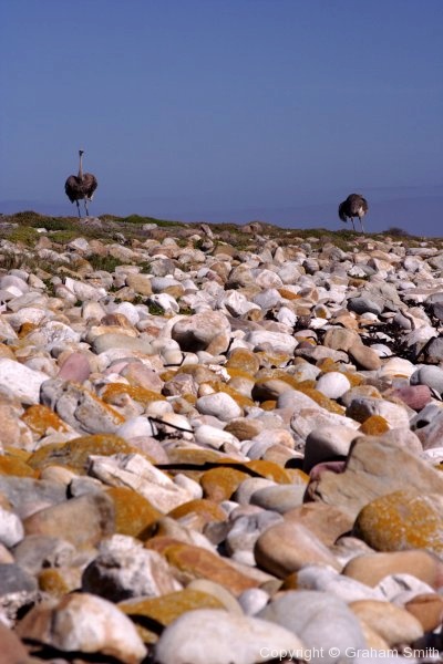 Ostriches on a pebbly beach, Cape Point Reserve
