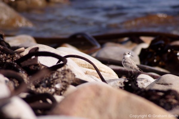 Small bird on pebbly beach