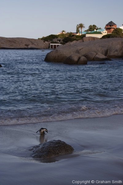 Penguins, Simonstown beach
