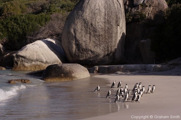 Penguins, Simonstown beach